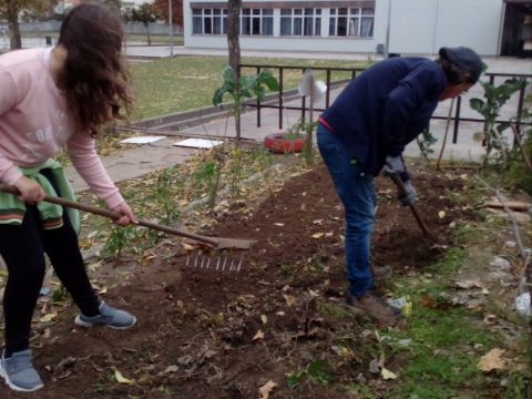 Preparação do solo para cultivo de alho